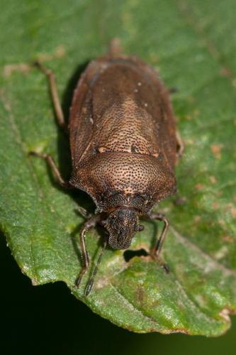 Podops curvidens